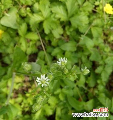 繁缕花的花语与代表意义，揭示人生真谛 繁缕花