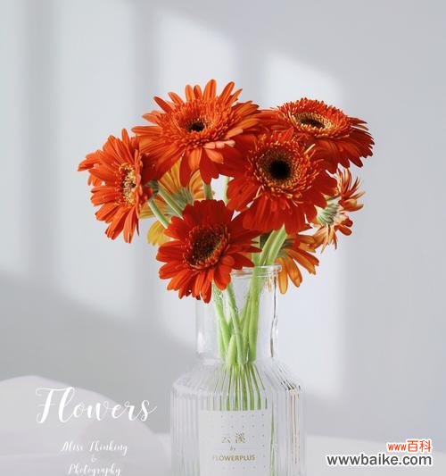 探索非洲菊的象征意义与文化价值 非洲菊的多重寓意