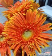 探索非洲菊的象征意义与文化价值 非洲菊的多重寓意