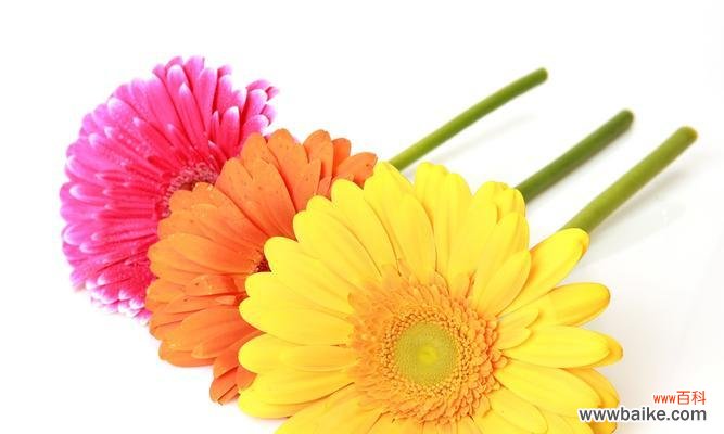 探索非洲菊的象征意义与文化价值 非洲菊的多重寓意