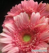 探索蓝色非洲菊花的花语与意义 蓝色非洲菊花