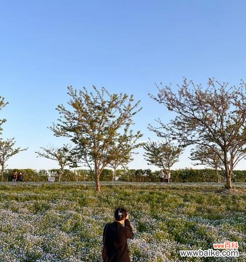探索粉蝶花的历史传承和深远影响，解读其神秘花语 粉蝶花的文化背景与花语