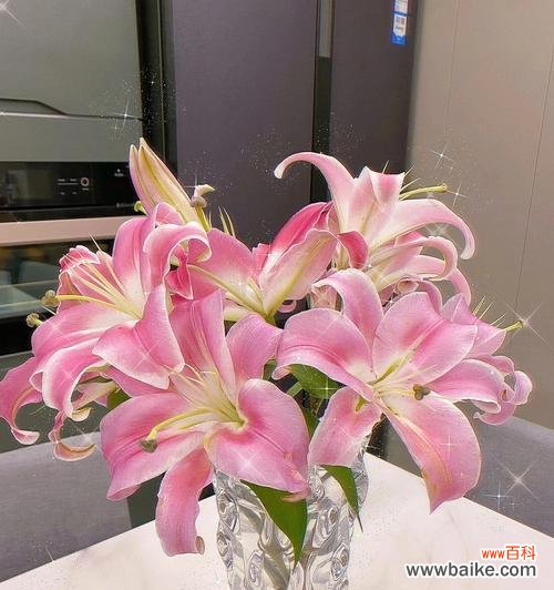 揭示百合花象征纯洁、高贵、爱情的内涵 百合花的寓意与象征