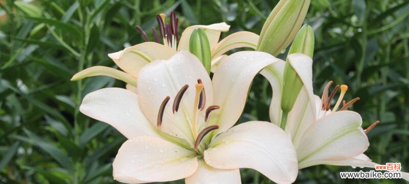 揭示百合花象征纯洁、高贵、爱情的内涵 百合花的寓意与象征