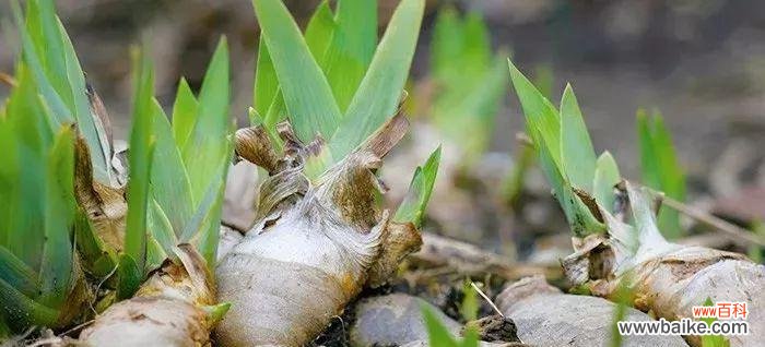 探索植物繁衍的奥秘 以分株繁殖代表意思