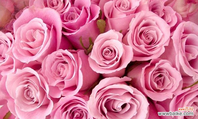 探索粉红玫瑰的深层意义与象征性 粉红玫瑰