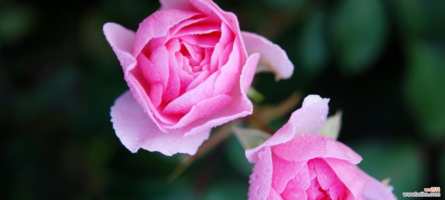 探索粉红玫瑰的深层意义与象征性 粉红玫瑰