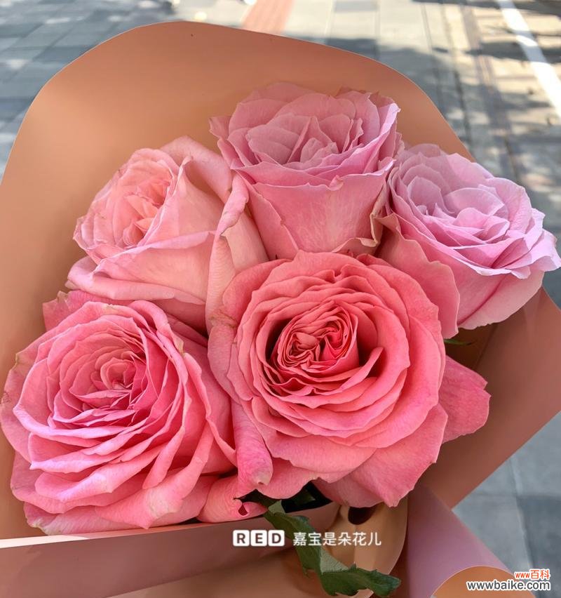 探索粉红玫瑰的深层意义与象征性 粉红玫瑰