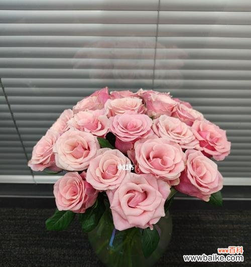 探讨玫瑰花色的象征意义及其在社会文化中的重要性 粉色玫瑰的象征意义及文化背景