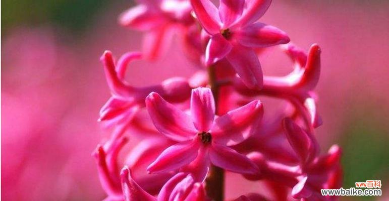 绽放的美丽，寄托着爱的承诺 粉红色风信子的花语