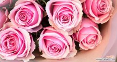 探寻粉红色玫瑰的含义及其在不同文化中的象征意义 粉红色玫瑰的美丽与象征