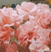 探索粉红色康乃馨的意义及象征性 粉红康乃馨