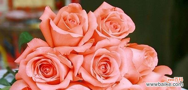 揭示玫瑰的浪漫与感情 玫瑰的花语与意义