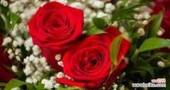 解读玫瑰朵数背后的情感表达 玫瑰朵数的意义解读