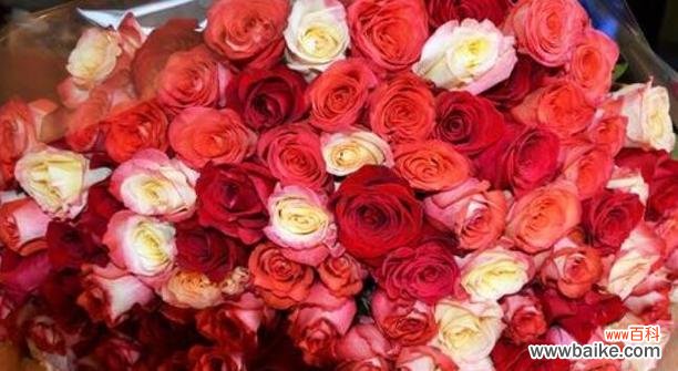 探寻玫瑰花的意义和象征 玫瑰的花语之多少支代表什么