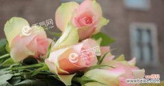 用花朵之语表达内心情感之道 玫瑰朵数的象征意义