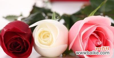 探究玫瑰花语与朵数的奥秘 玫瑰朵数的寓意与象征