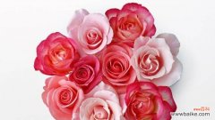 探索玫瑰花的浪漫传说与深层含义 玫瑰花