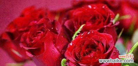 一朵比一朵香 玫瑰花19朵的花语