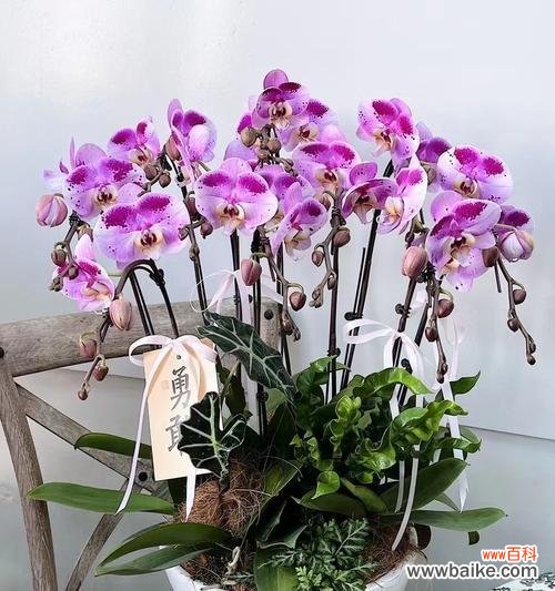 送兰花的花语代表什么?如何选择合适的兰花?