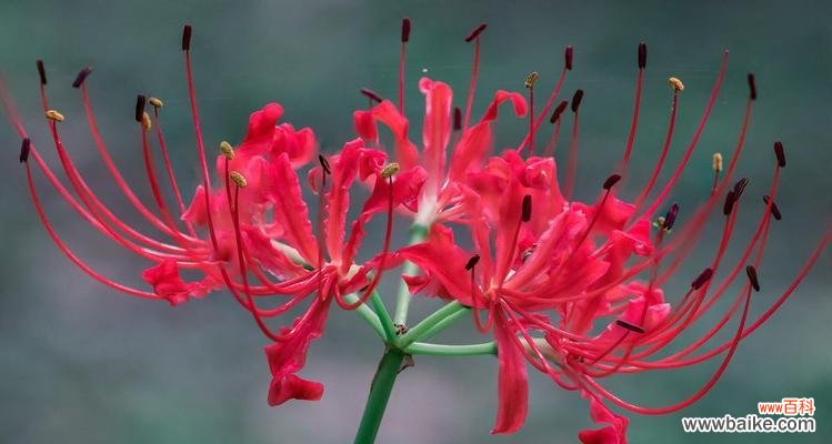 满山花草的花语是什么?满山花草的寓意有哪些?