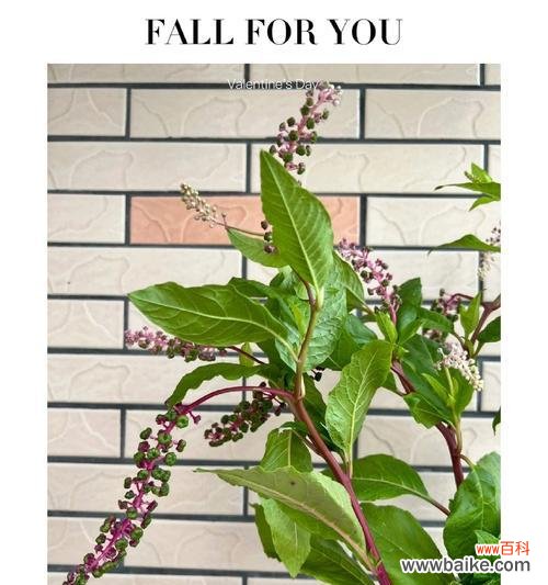 满山花草的花语是什么?满山花草的寓意有哪些?