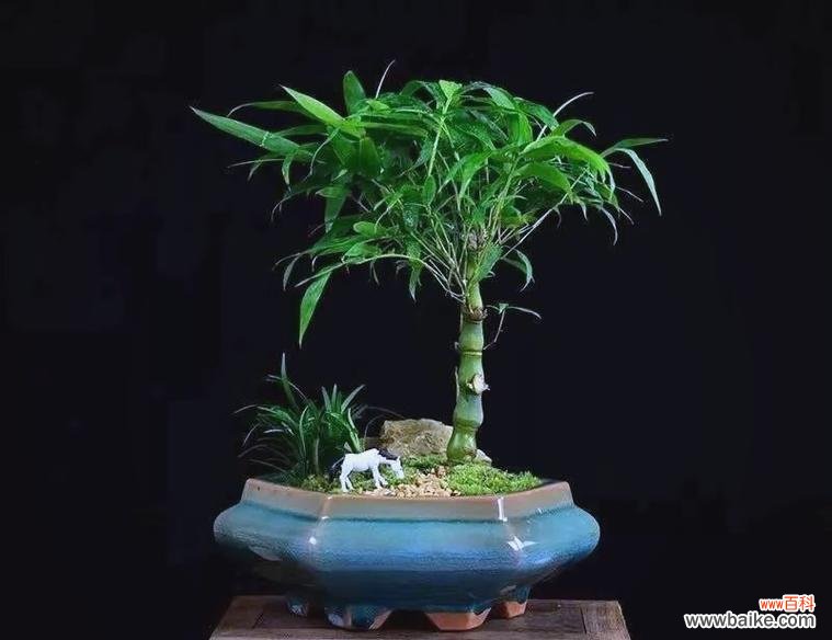 吉祥竹的花语是什么？吉祥竹的象征意义？