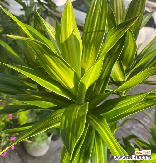 吉祥竹的花语是什么？吉祥竹的象征意义？