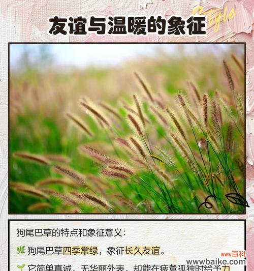 细长草的花语有哪些?细长草的养护技巧?