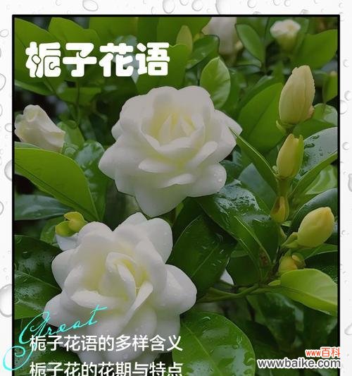 栀子花的花语寓意是什么?栀子花的养护方法?