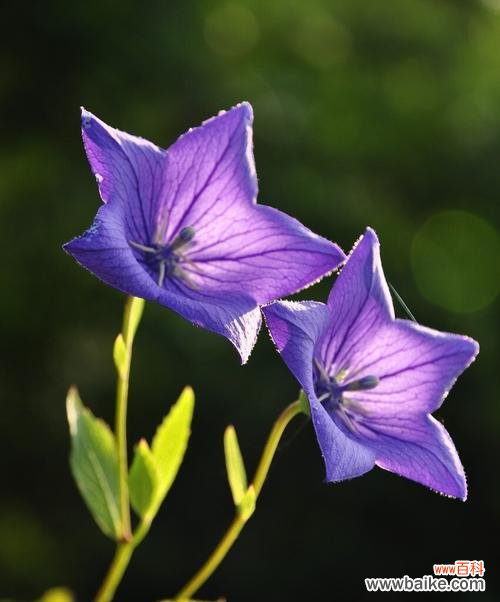 莪术花的花语有哪些？莪术花的象征意义是什么？