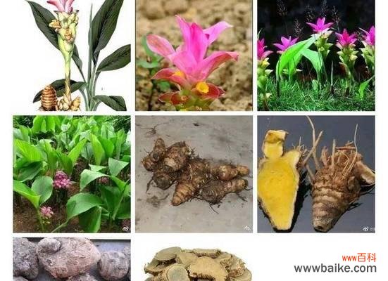 莪术花的花语有哪些？莪术花的象征意义是什么？