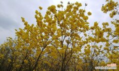 黄花香草花语有哪些含义？如何正确解读？