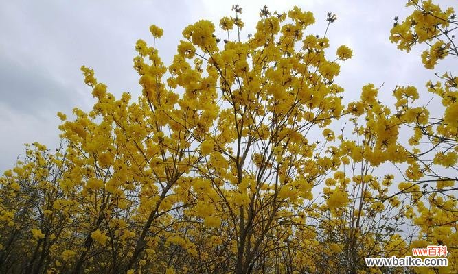 黄花香草花语有哪些含义?如何正确解读?