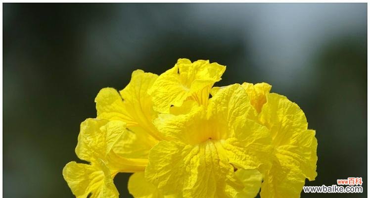 黄花香草花语有哪些含义?如何正确解读?