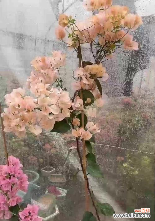 瑞香草的花语代表什么?它的象征意义是什么?