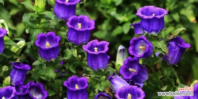 彩虹雪花花语是什么?它象征着怎样的情感?