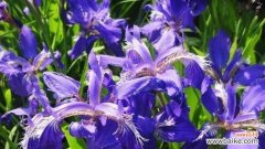 彩虹雪花花语是什么？它象征着怎样的情感？