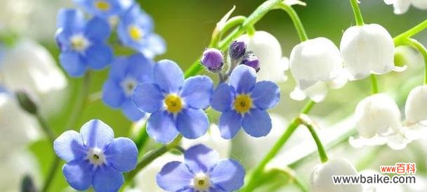 日本花语中的爱有哪些表达方式?如何用花语传达爱意?