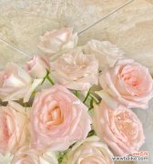 日本花语中的爱有哪些表达方式？如何用花语传达爱意？