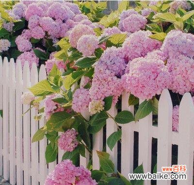 锦屏粉藤花语是什么?它在花语中代表了什么?