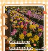 菊花花语在诗词中如何体现？有哪些著名的例子？