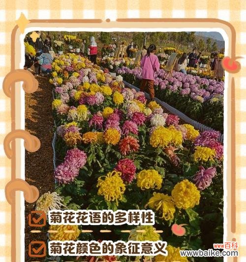 菊花花语在诗词中如何体现？有哪些著名的例子？