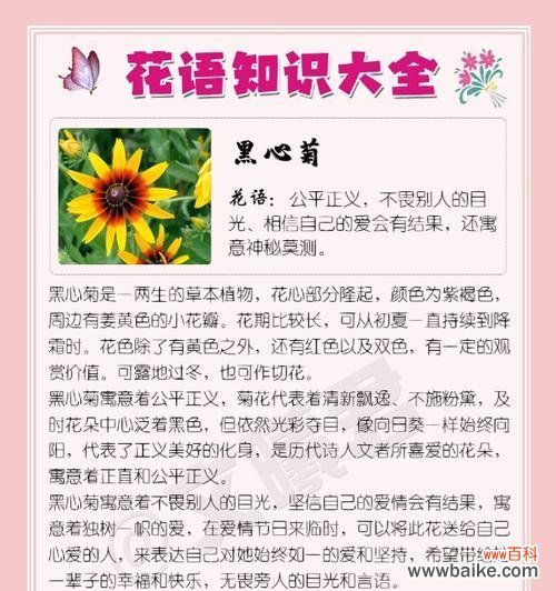 菊花花语在诗词中如何体现？有哪些著名的例子？