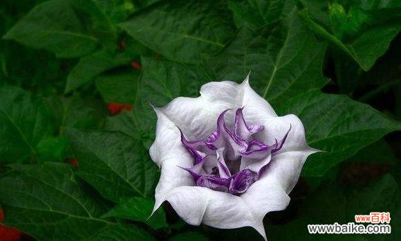 罗陀罗花花语有哪些独特之处？它在花语中意味着什么？