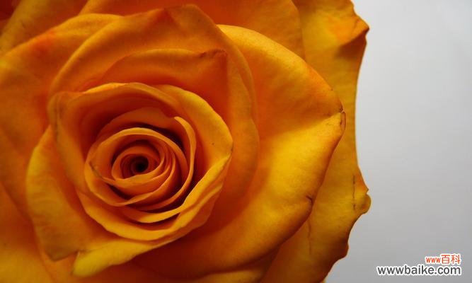 罗陀罗花花语有哪些独特之处？它在花语中意味着什么？