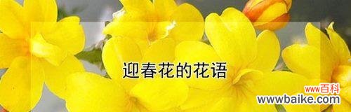 大绒球花花语代表了什么？它在花语中有什么特别含义？