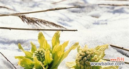 大绒球花花语代表了什么？它在花语中有什么特别含义？