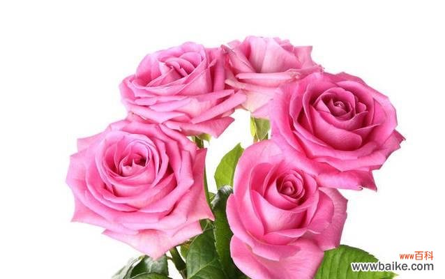 探索粉色玫瑰花的象征和情感表达 粉色玫瑰花的美丽寓意