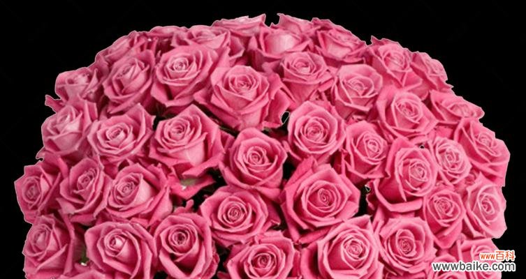 探索粉色玫瑰花的象征和情感表达 粉色玫瑰花的美丽寓意